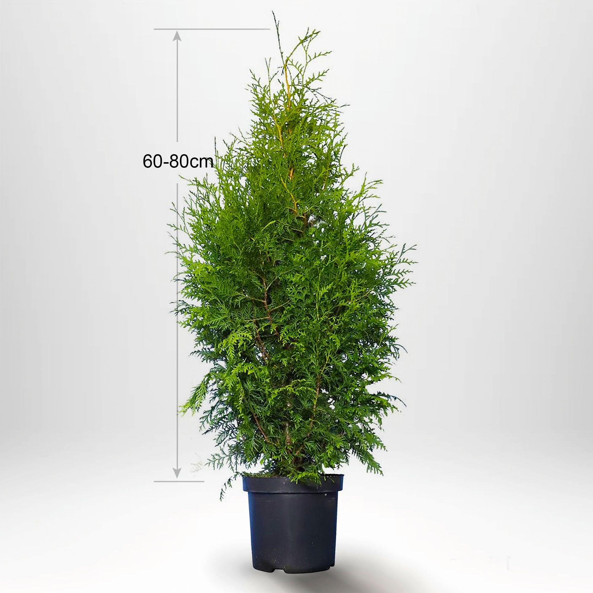 Thuja Brabant 60-80+ cm, Pottedyrket 5 L, Kvalitet: Landscape Q